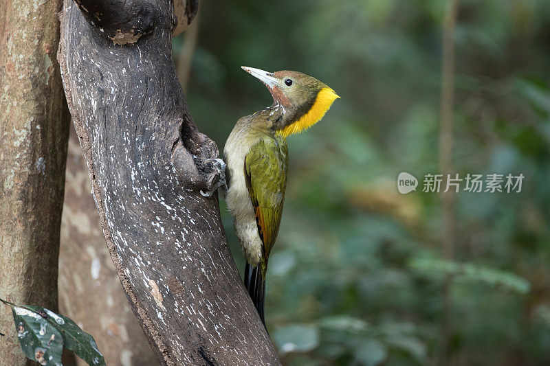 啄木鸟:成年雌性大黄颈雀(Chrysophlegma flavinucha)